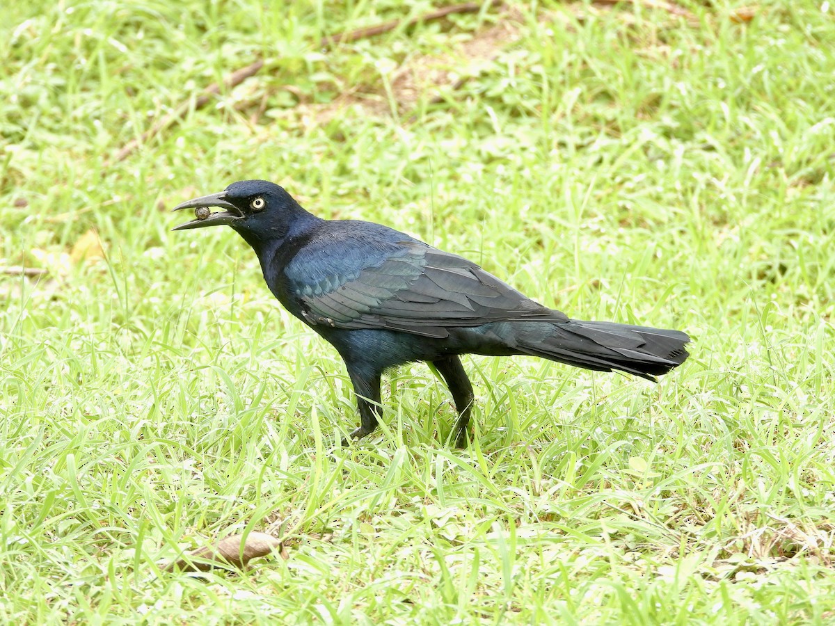 Great-tailed Grackle - ML645961581