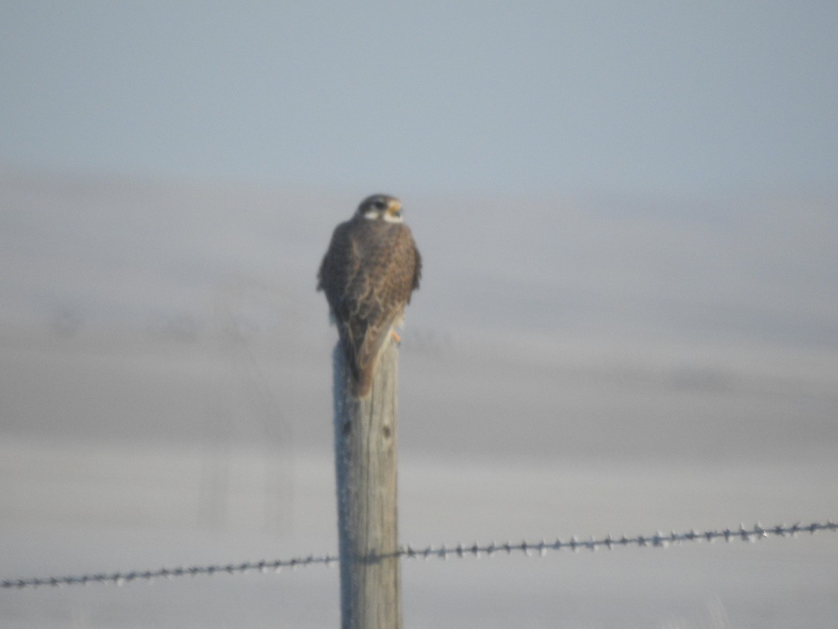 Prairie Falcon - ML645961582