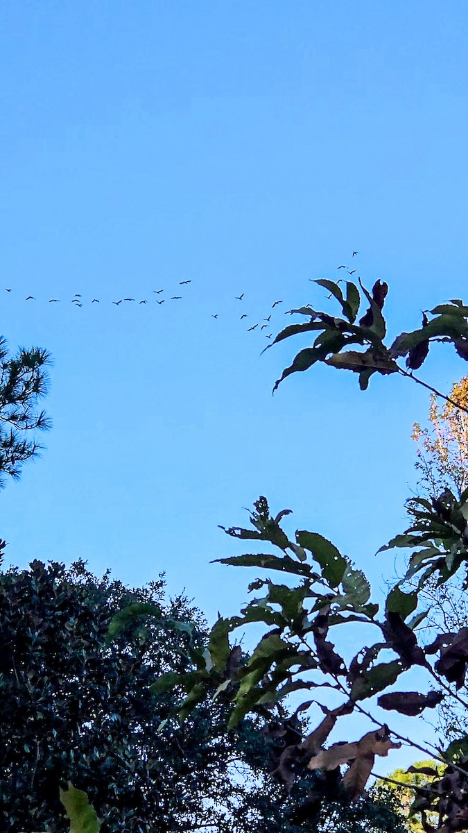 Canada Goose - ML645961586