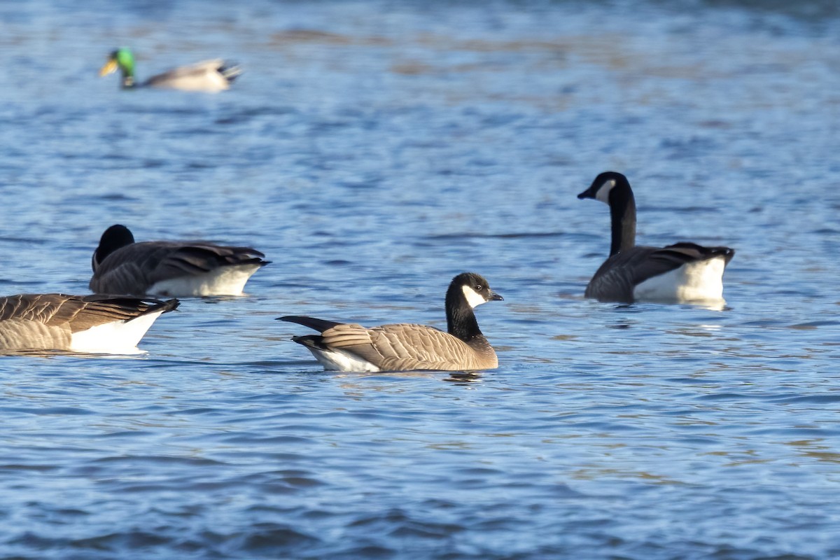 Cackling Goose - ML645961587