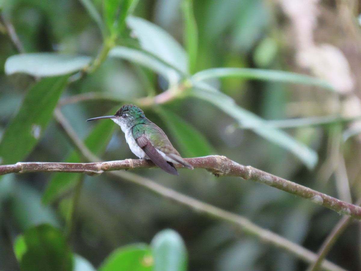 Andean Emerald - ML645961588