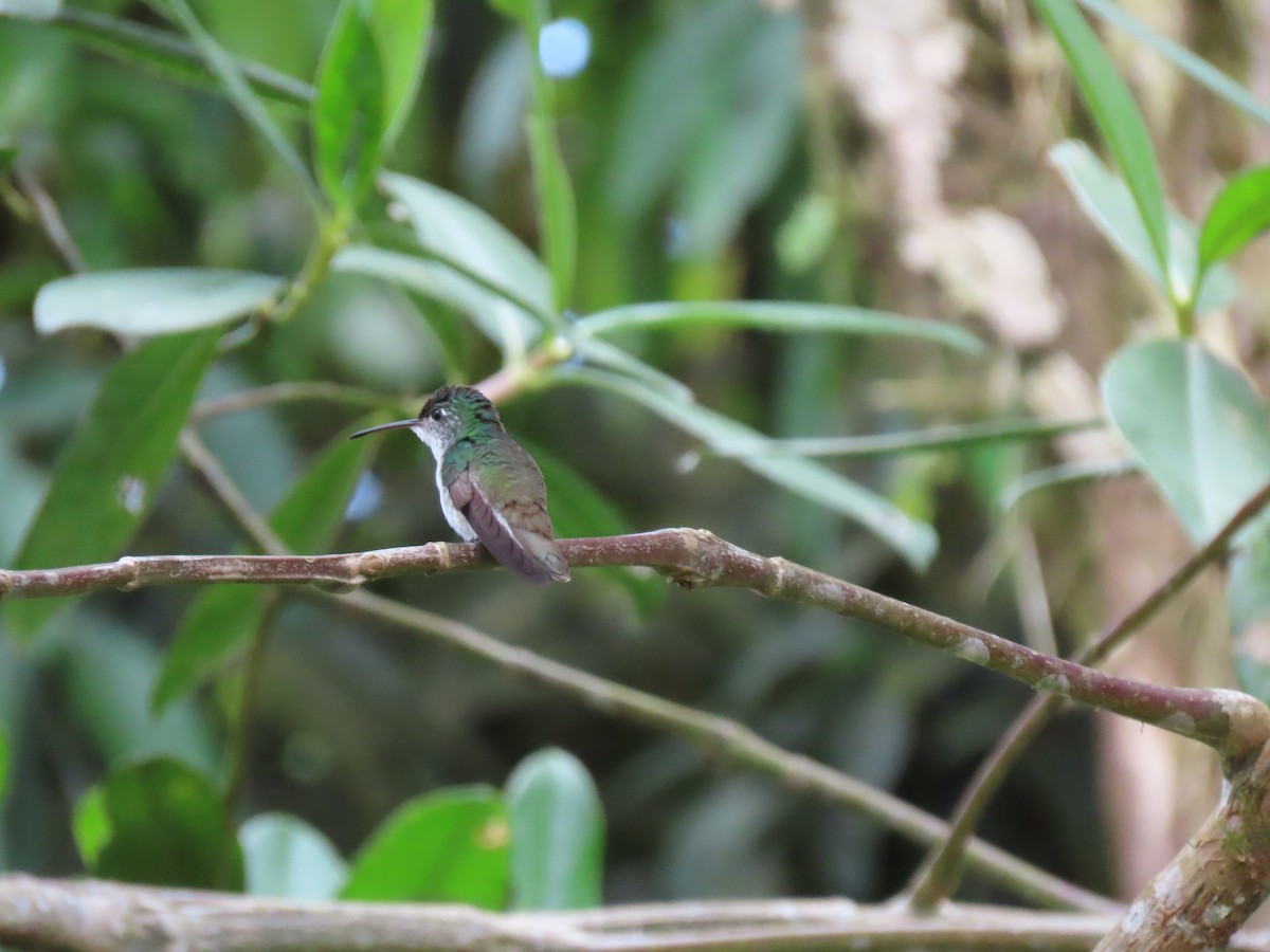 Andean Emerald - ML645961589