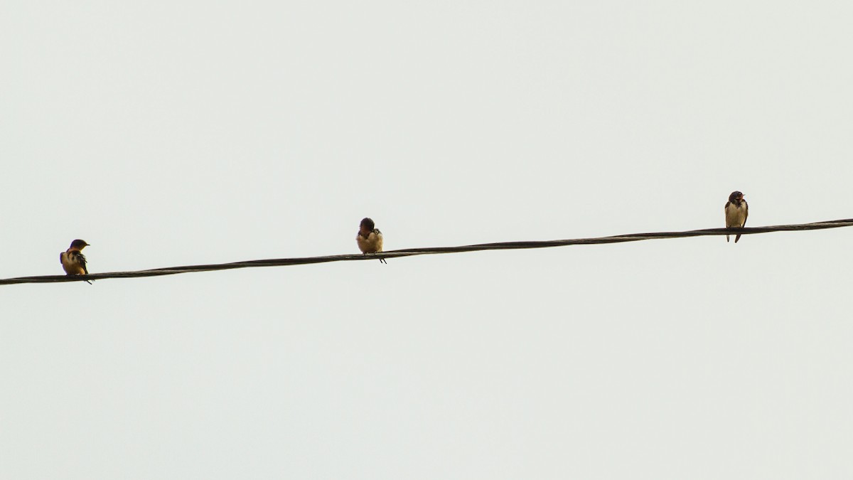 Barn Swallow - ML645961590