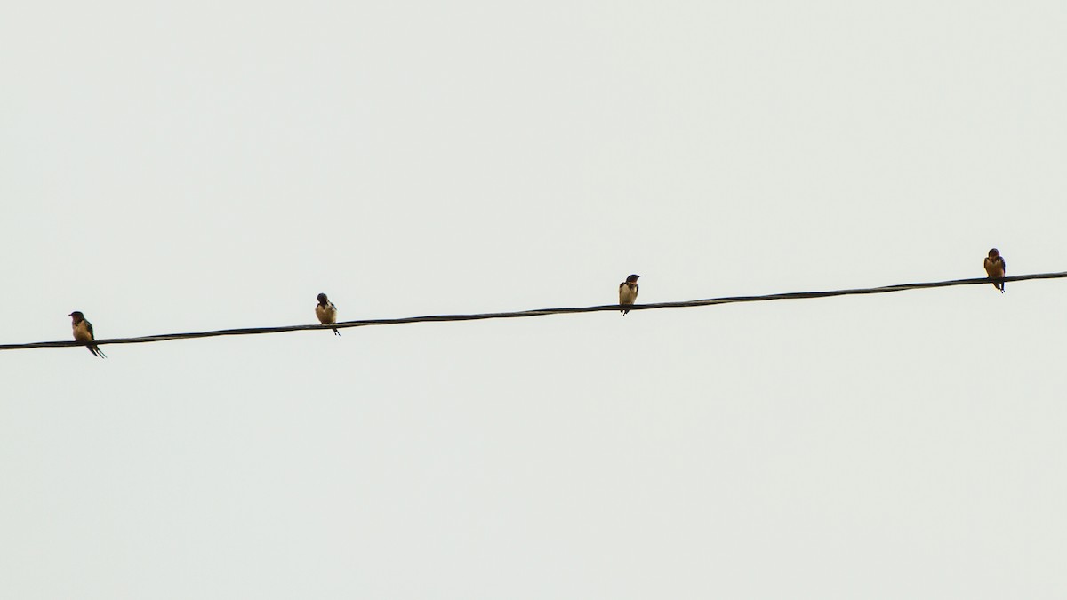 Barn Swallow - ML645961591