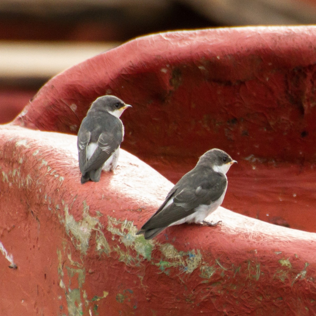 Mangrove Swallow - ML645961595