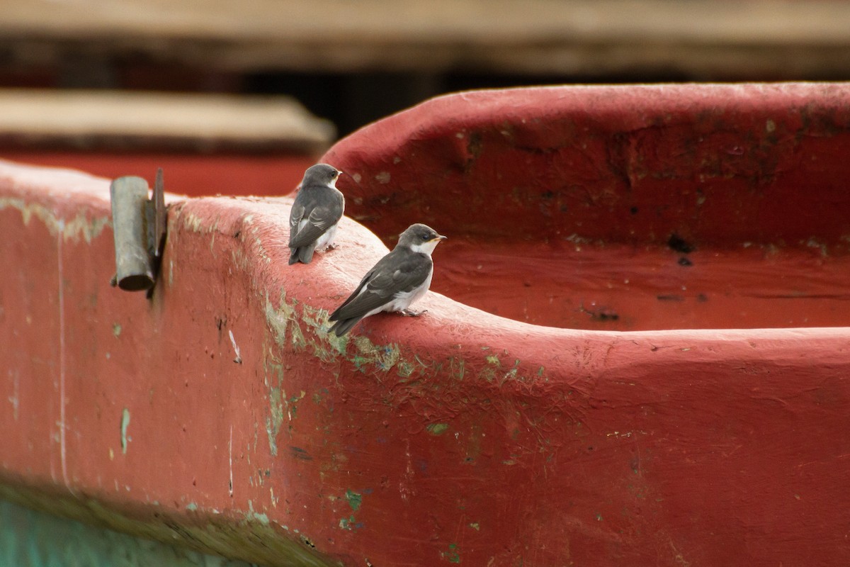 Mangrove Swallow - ML645961596