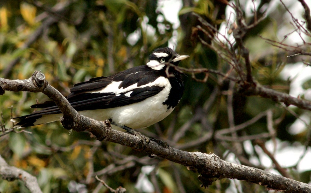 Magpie-lark - ML645961597
