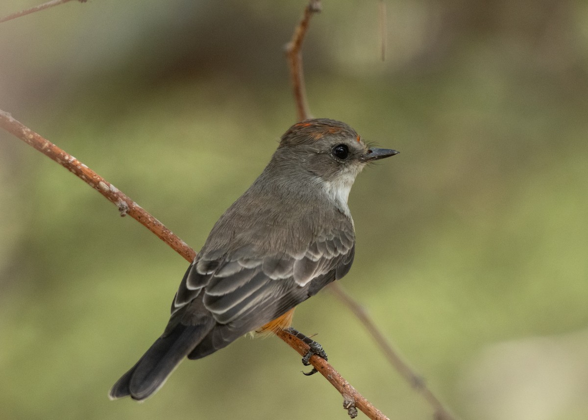 Vermilion Flycatcher - ML645961598