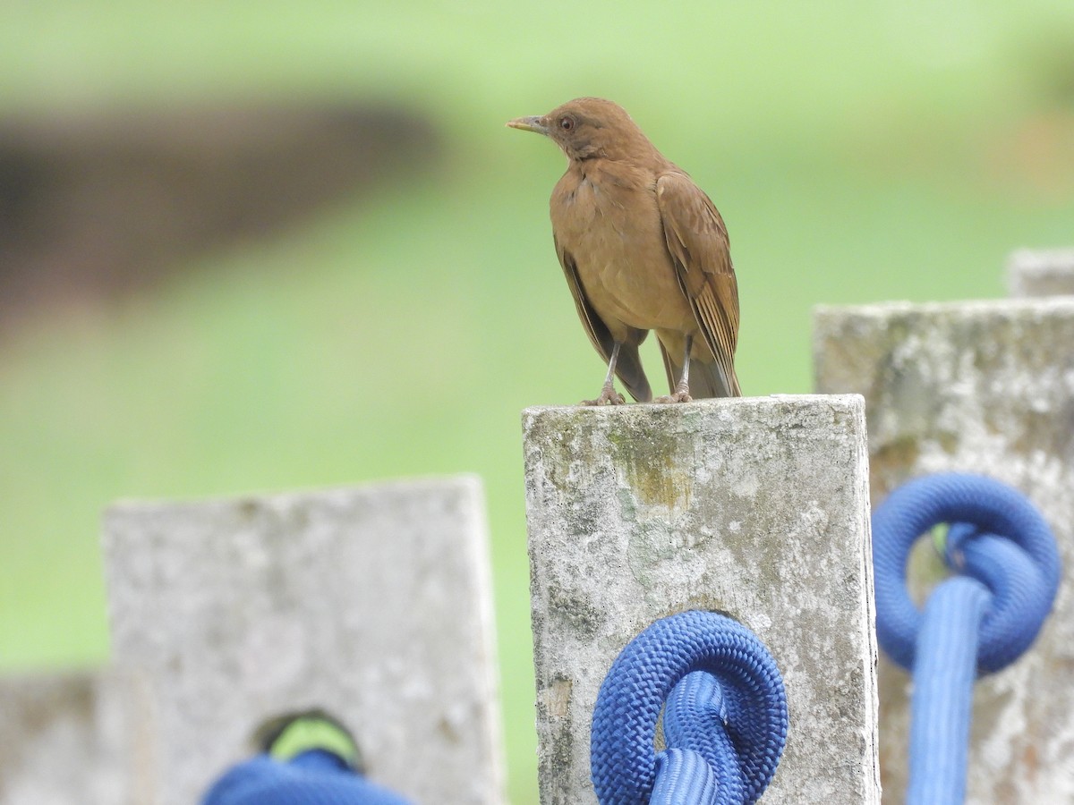 Clay-colored Thrush - ML645961599