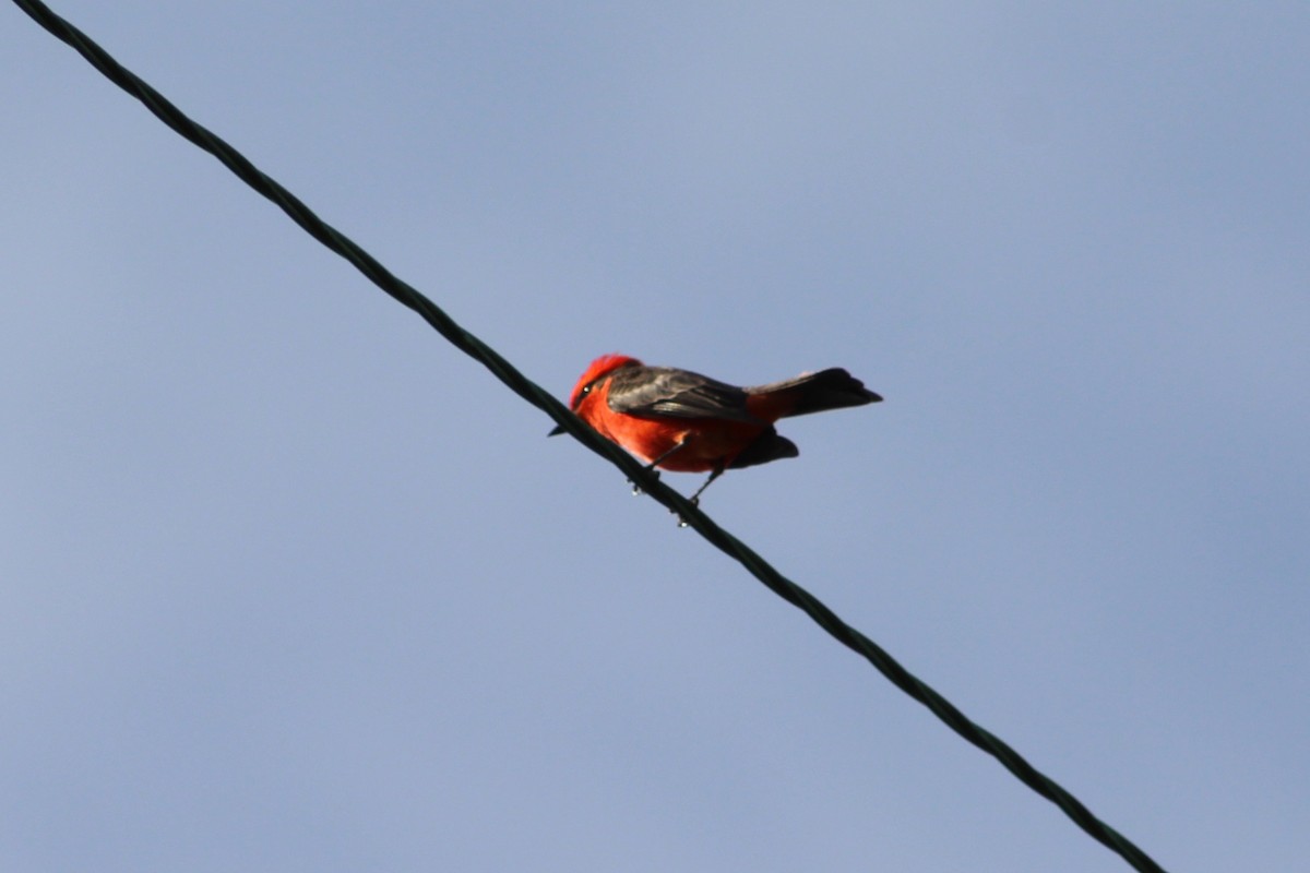 Vermilion Flycatcher - ML645961600