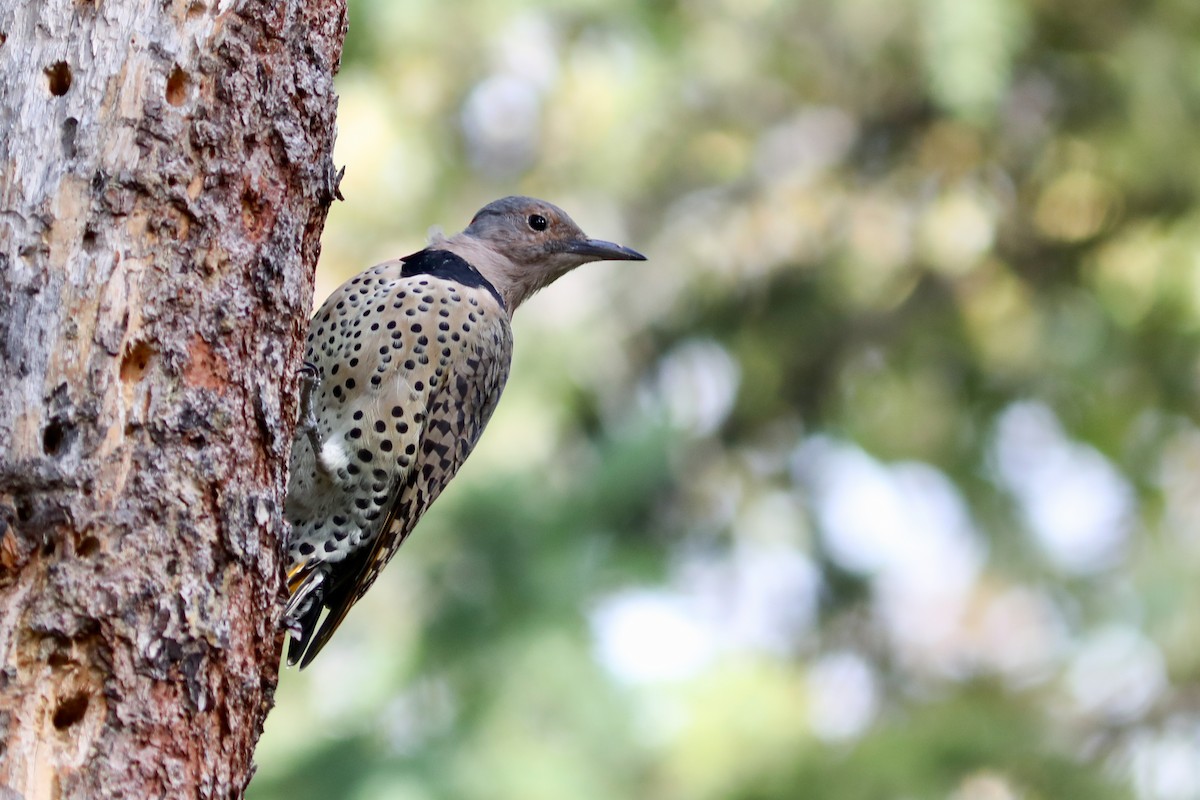 ハシボソキツツキ - ML645961603