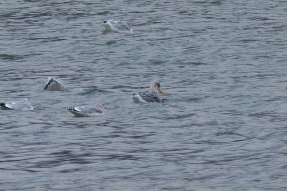 American Herring x Lesser Black-backed Gull (hybrid) - ML645961604
