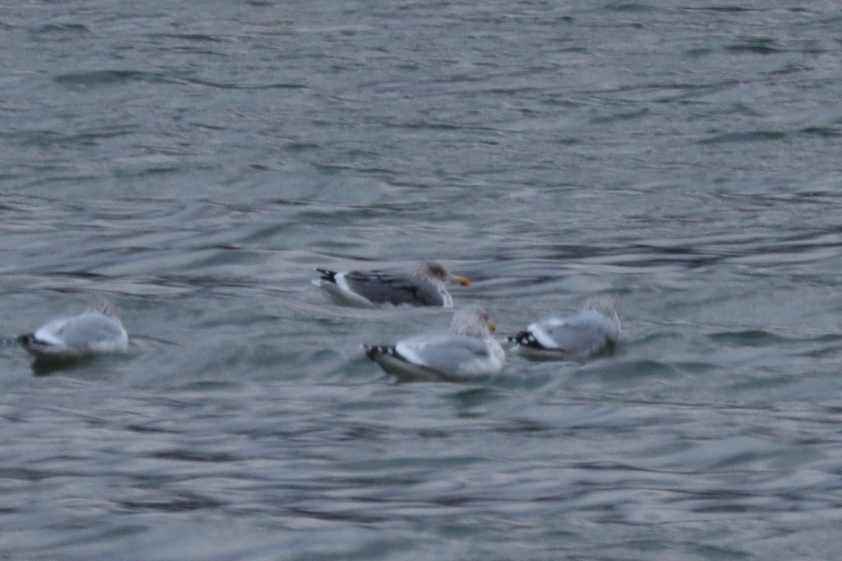 American Herring x Lesser Black-backed Gull (hybrid) - ML645961605