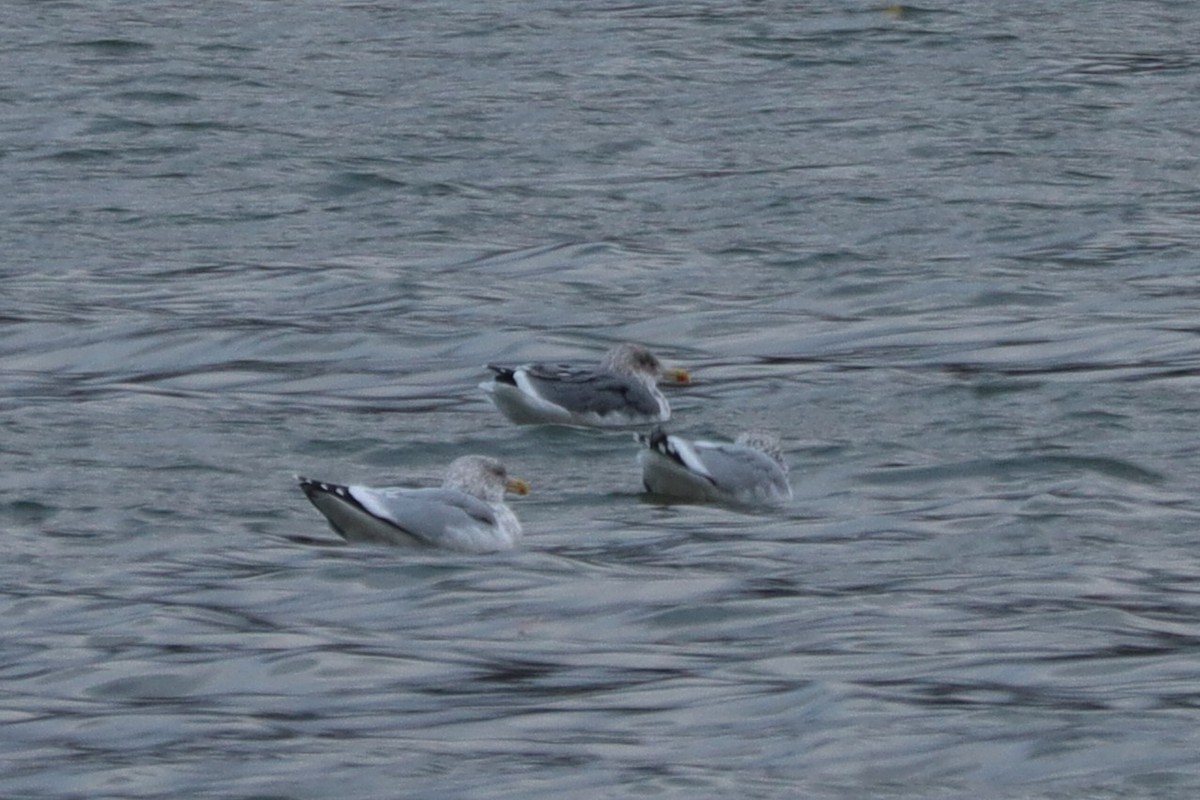 American Herring x Lesser Black-backed Gull (hybrid) - ML645961606