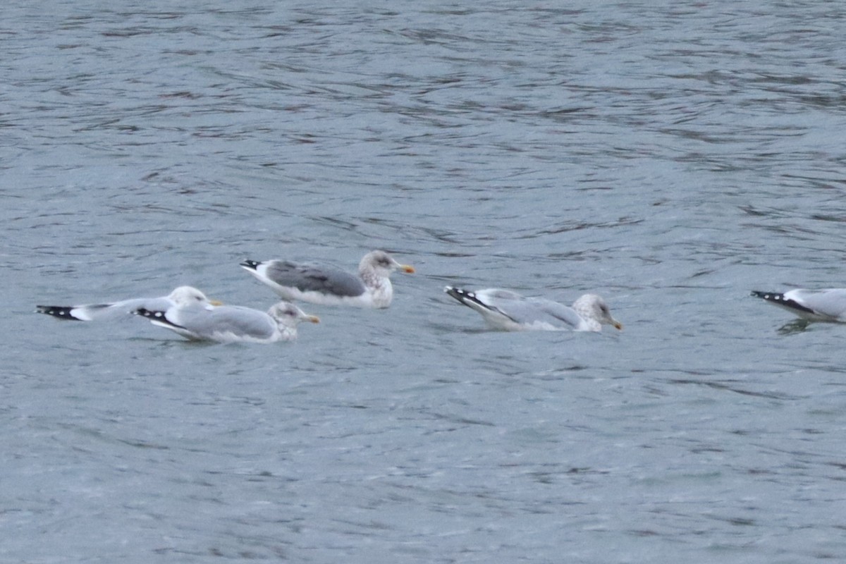 American Herring x Lesser Black-backed Gull (hybrid) - ML645961607