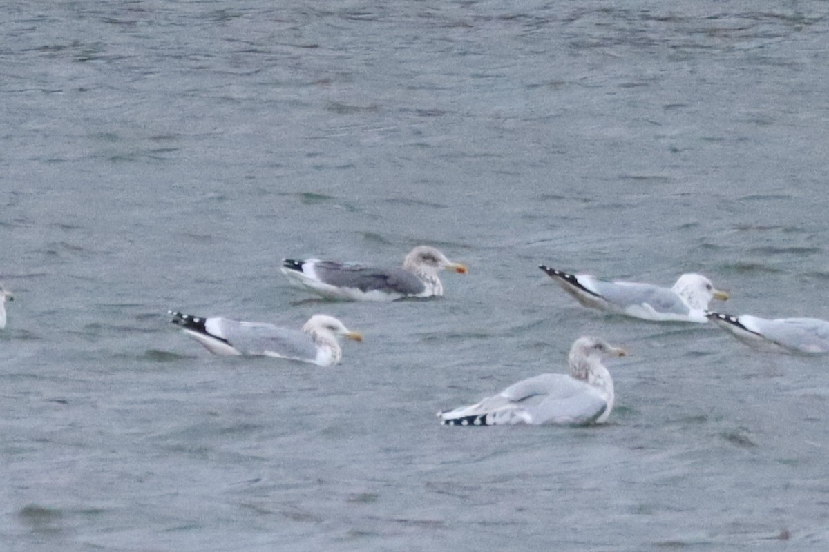 American Herring x Lesser Black-backed Gull (hybrid) - ML645961608