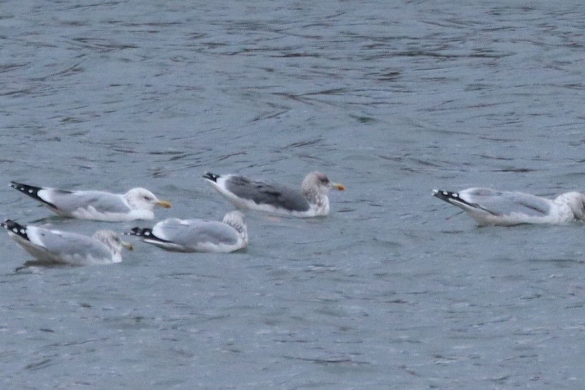 American Herring x Lesser Black-backed Gull (hybrid) - ML645961609