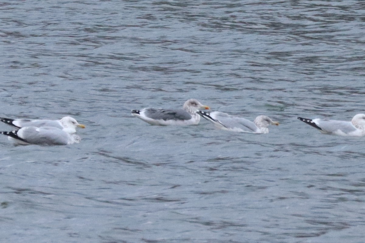 American Herring x Lesser Black-backed Gull (hybrid) - ML645961610