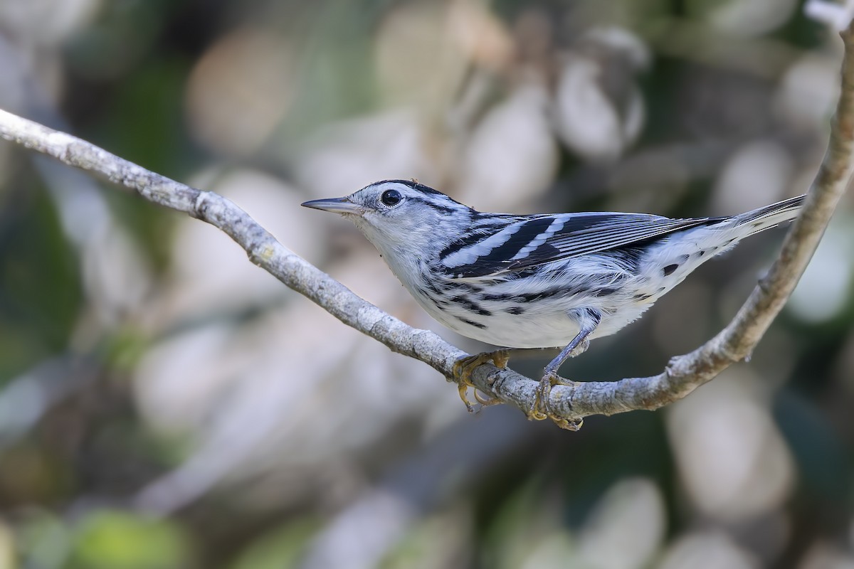 Black-and-white Warbler - ML645961614