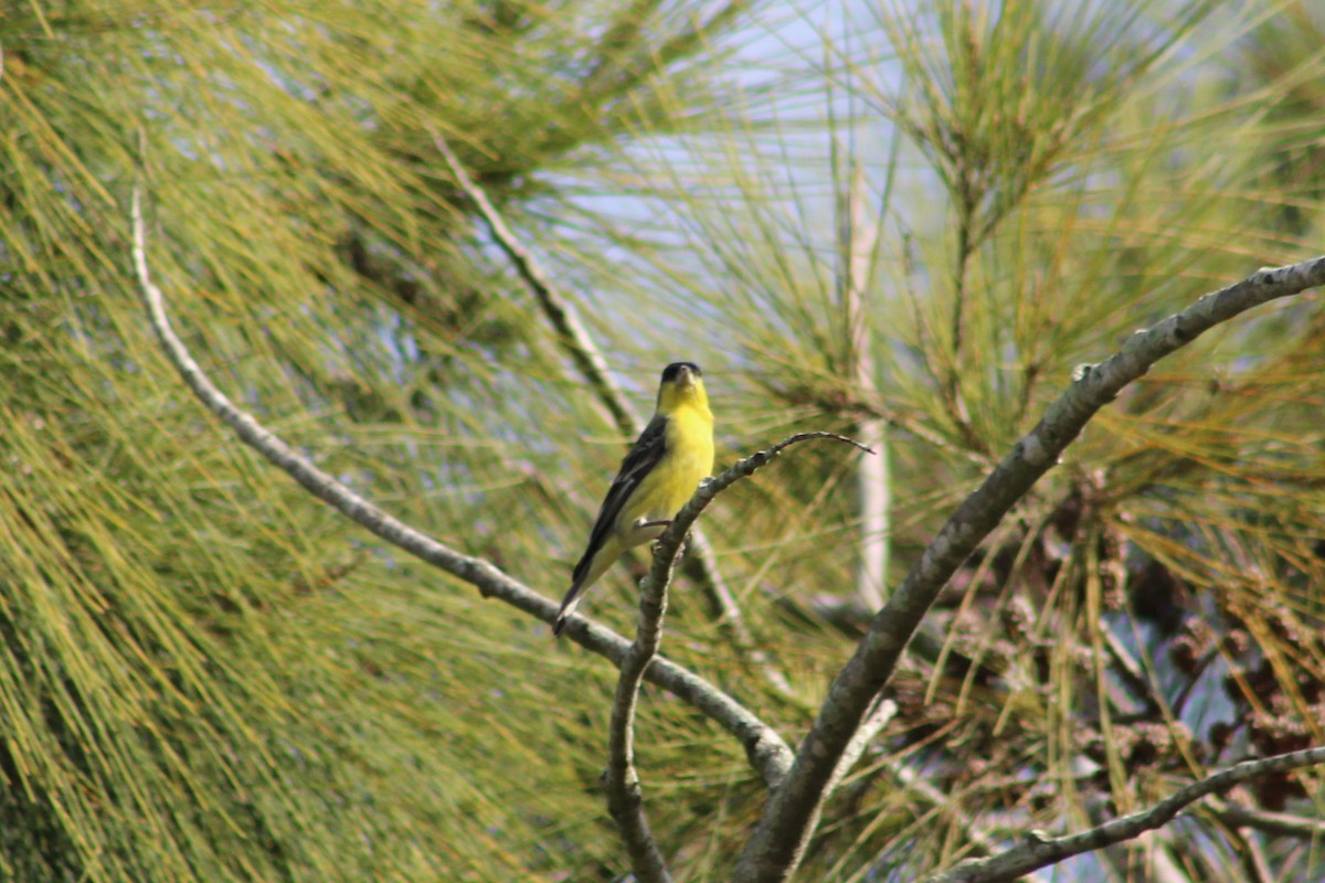 Lesser Goldfinch - ML645961619