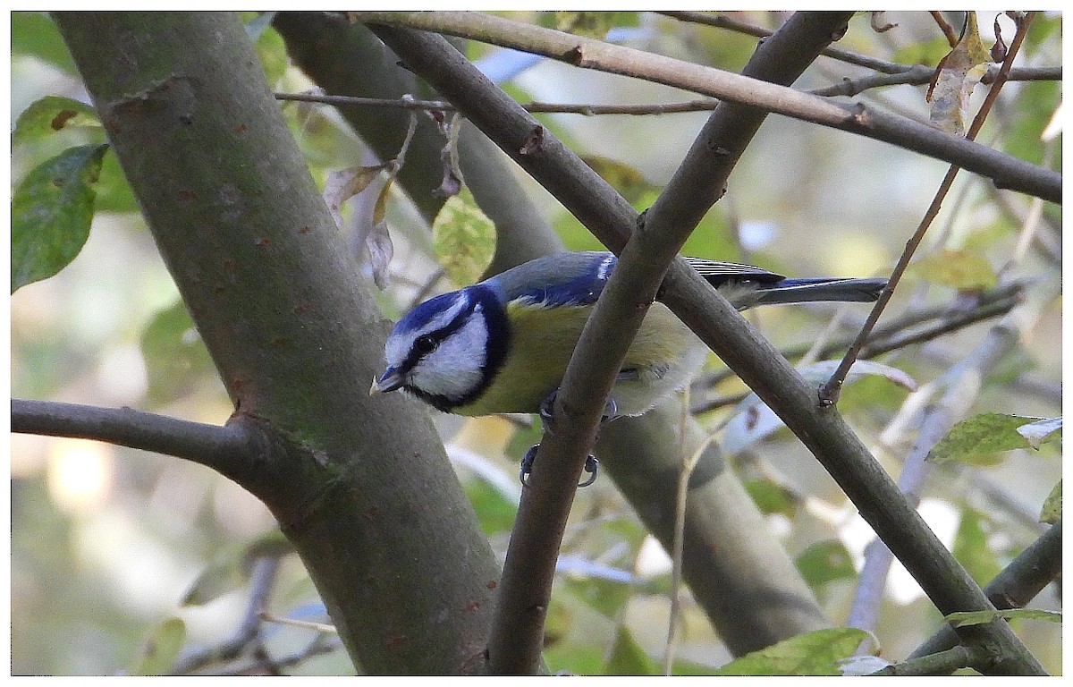 Eurasian Blue Tit - ML645961620
