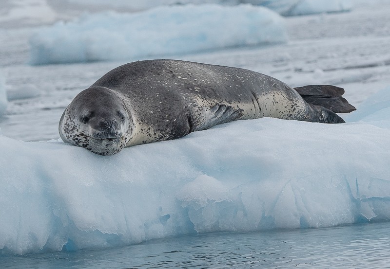 Animals - ML645961623