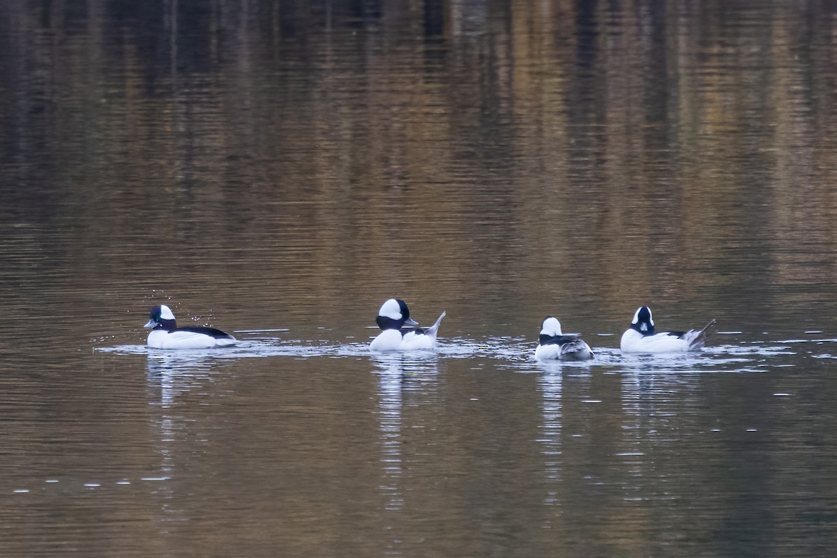 Bufflehead - ML645961625