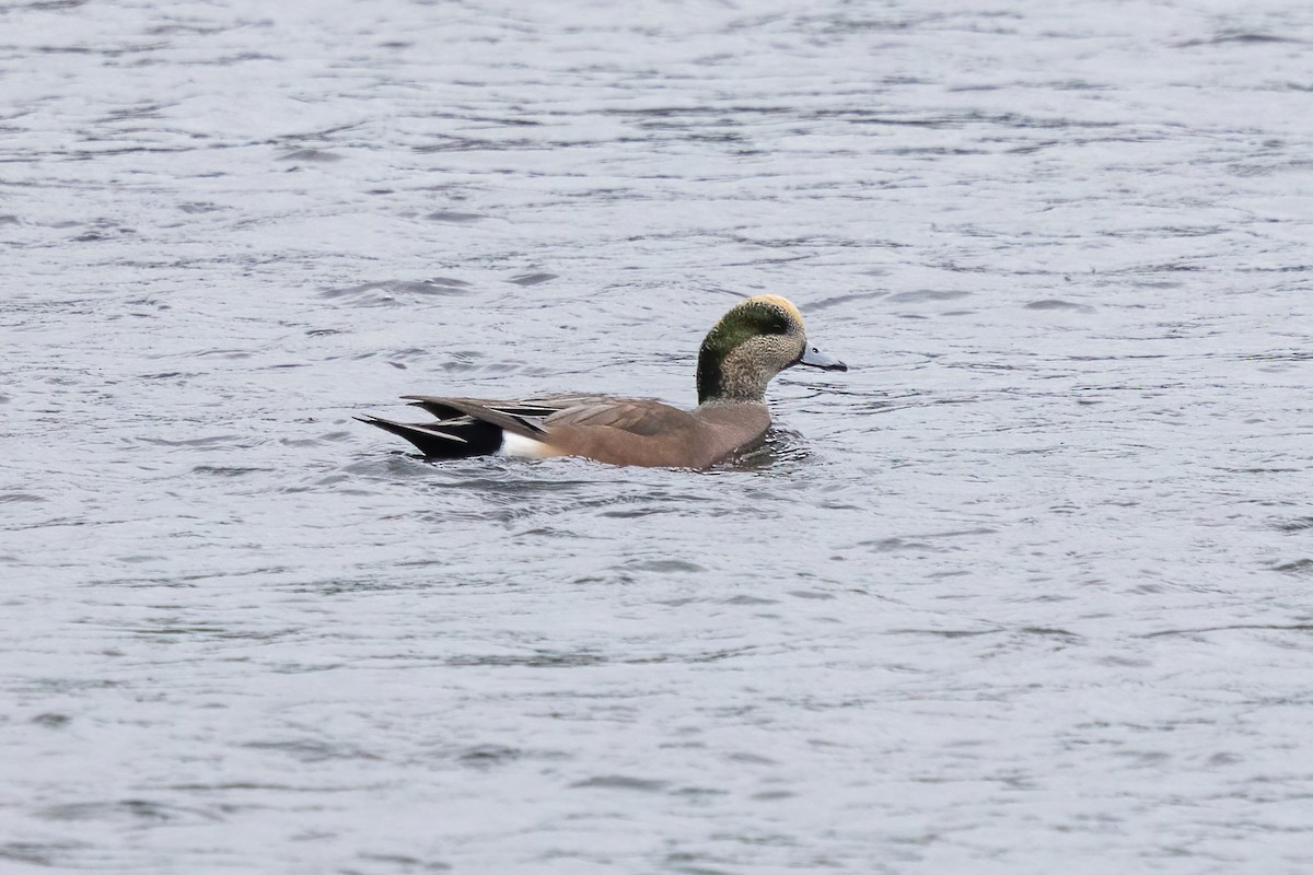 American Wigeon - ML645961626
