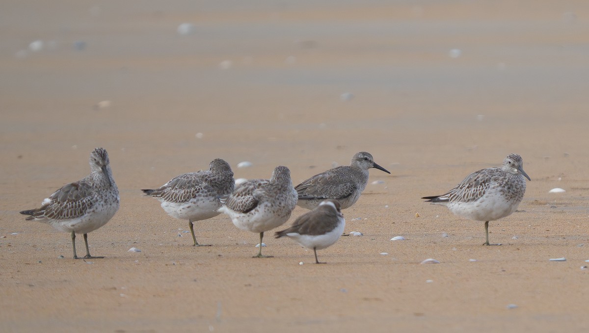 חופית להקנית - ML645961629