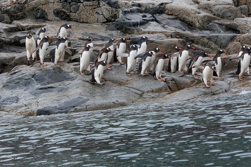 Gentoo Penguin - ML645961631