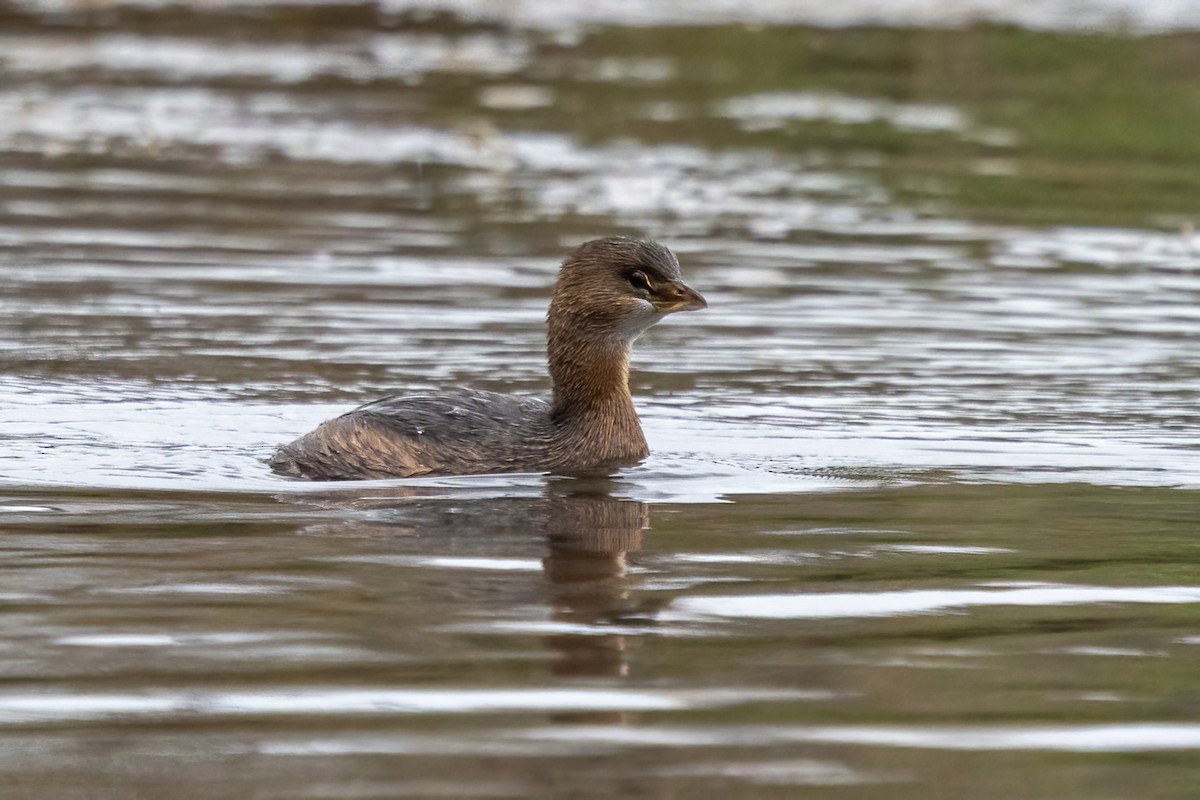 Pied-billed Grebe - ML645961636
