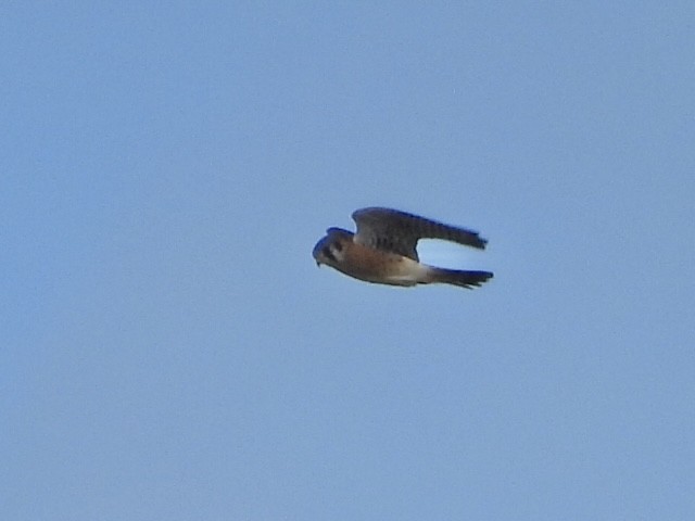 American Kestrel - ML645961637