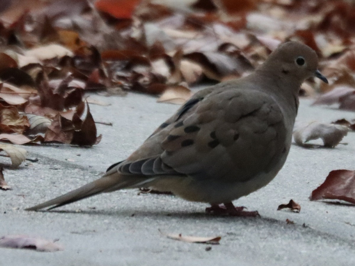 Mourning Dove - ML645961641