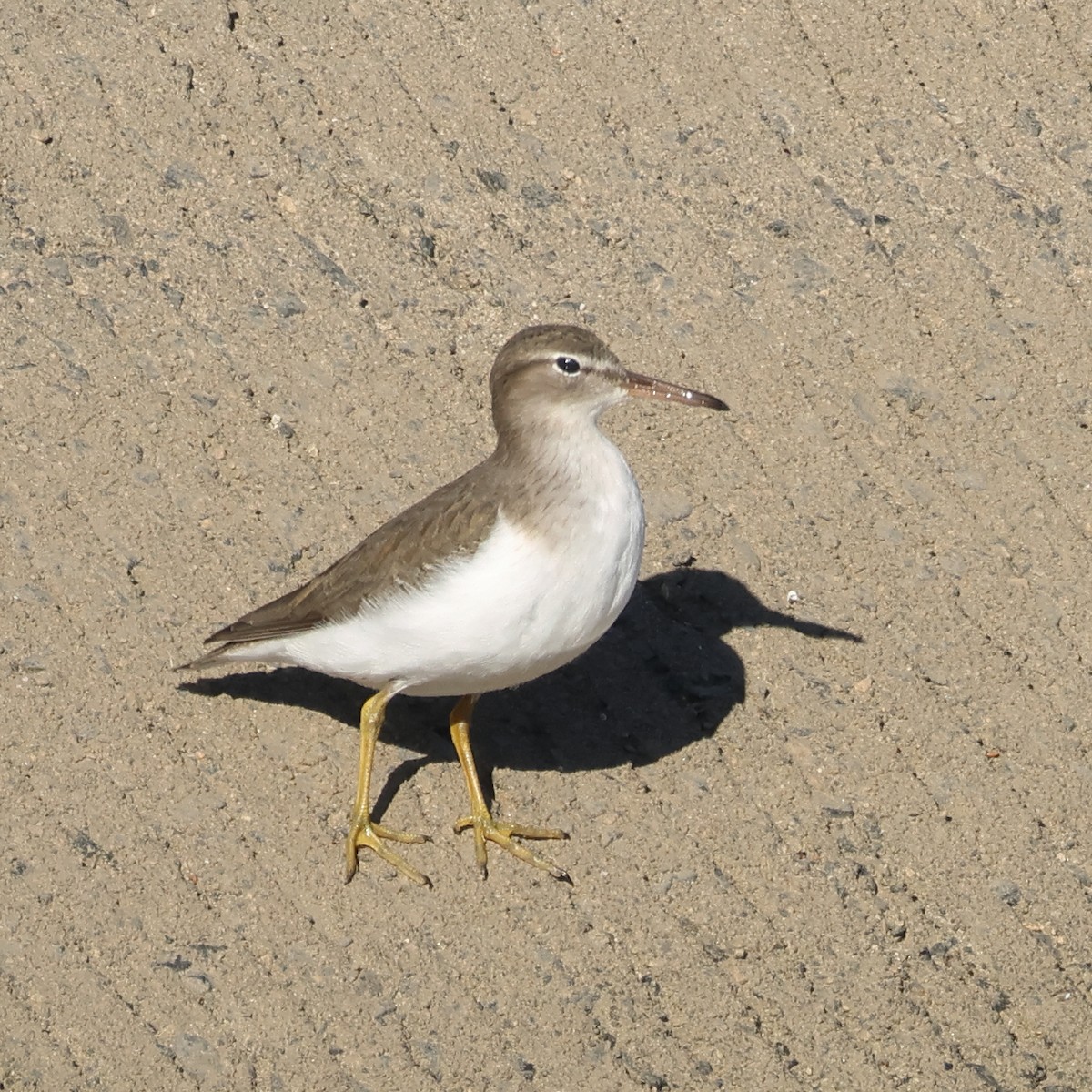 Spotted Sandpiper - ML645961642
