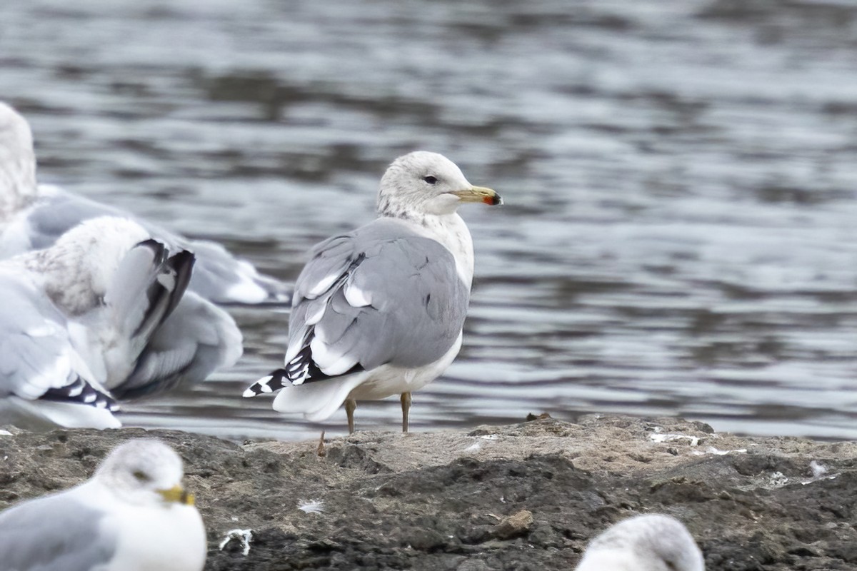 California Gull - ML645961643