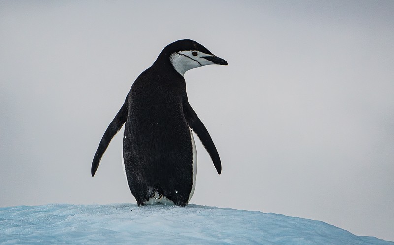Chinstrap Penguin - ML645961644