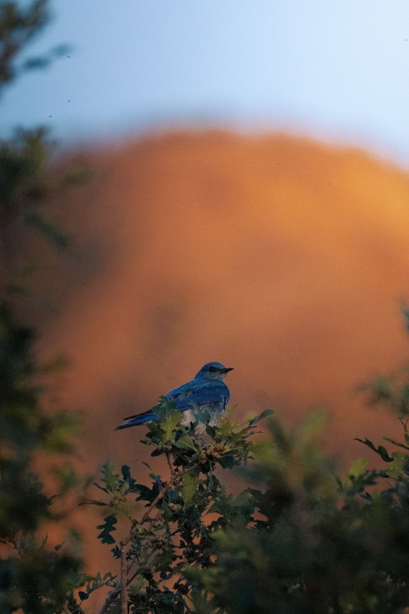 Mountain Bluebird - ML645961645
