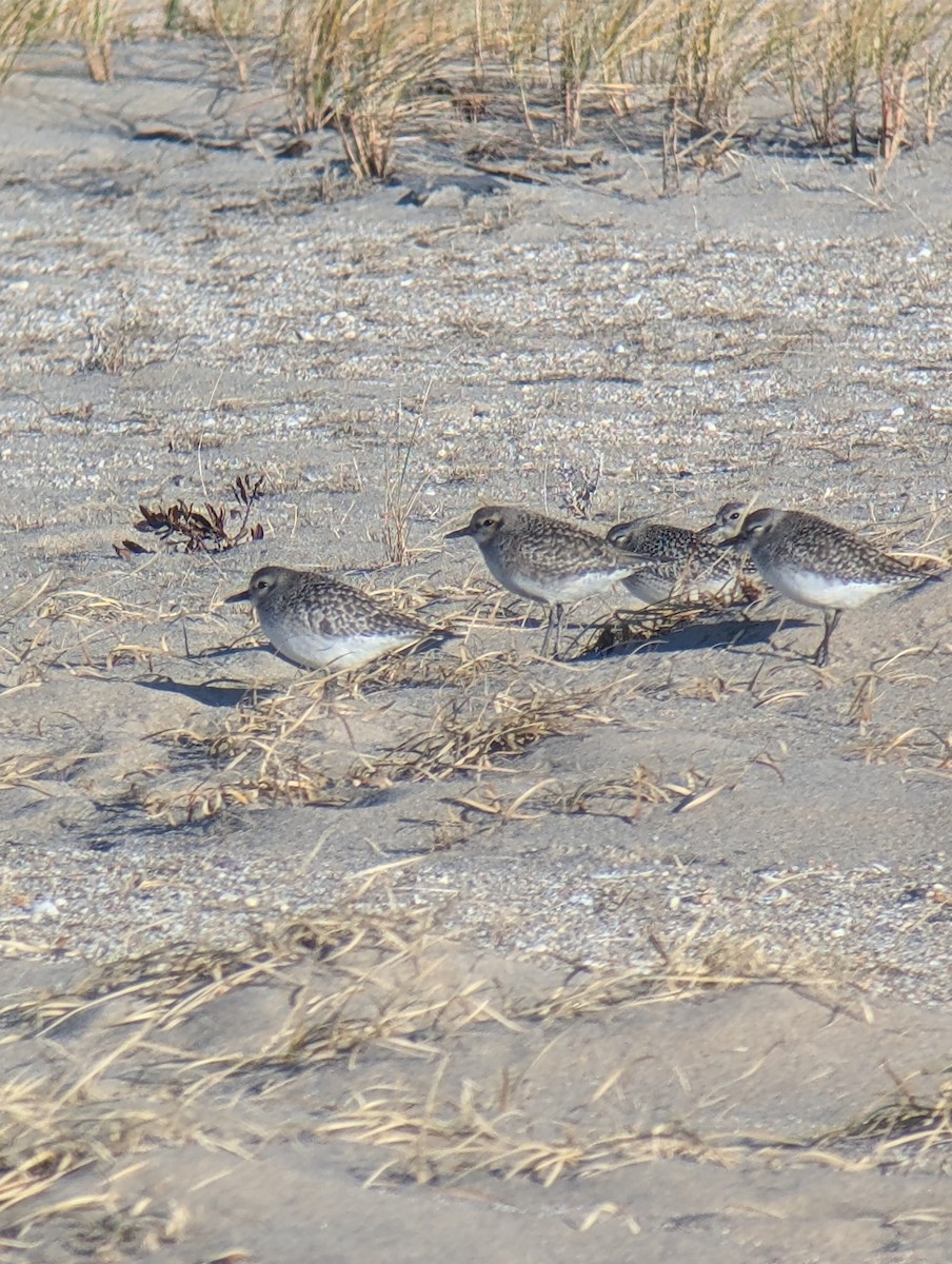 Black-bellied Plover - ML645961646