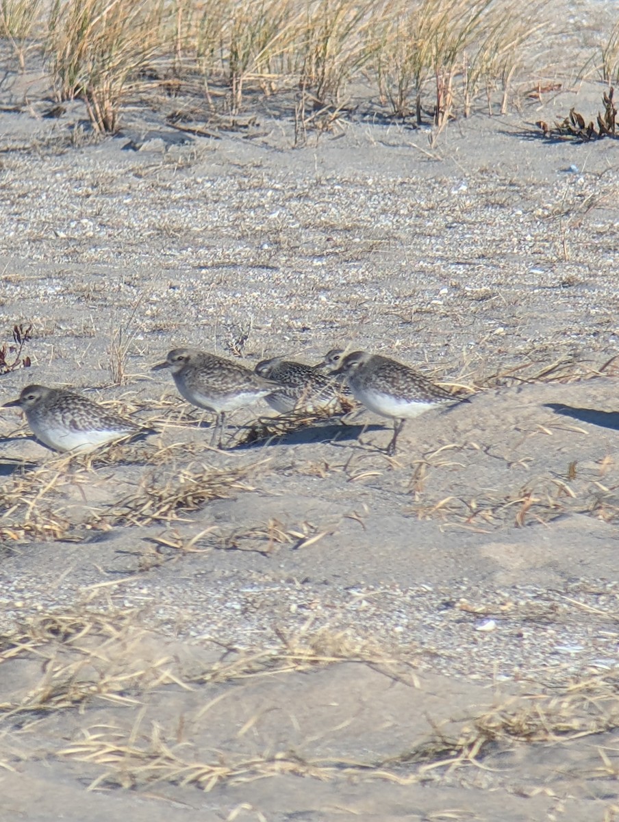 Black-bellied Plover - ML645961647