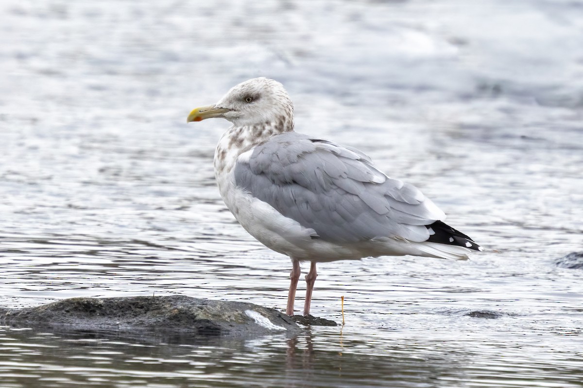 American Herring Gull - ML645961648