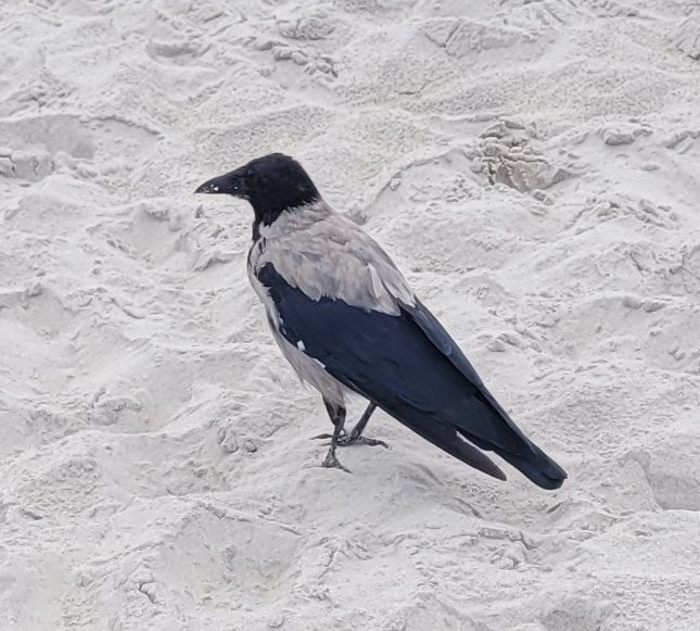 Hooded Crow - ML645961649