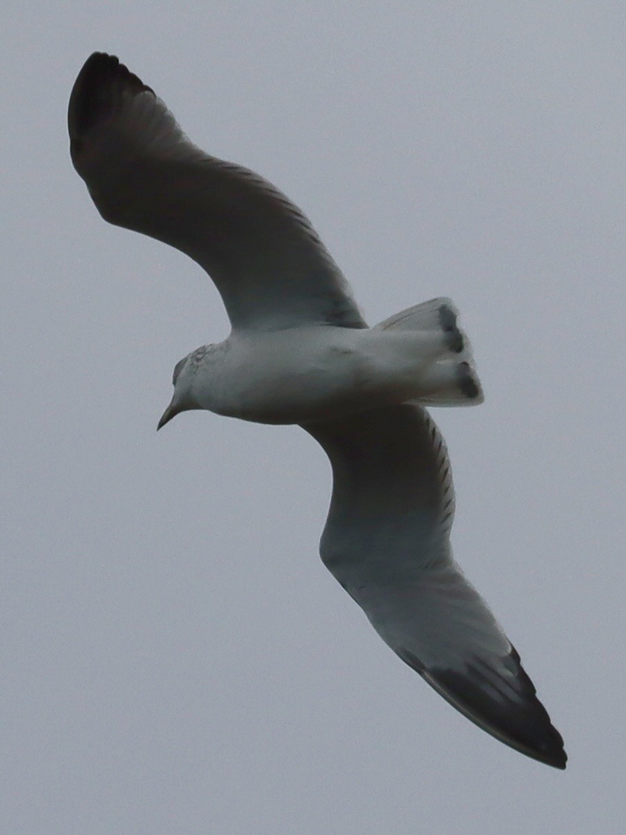 Ring-billed Gull - ML645961651
