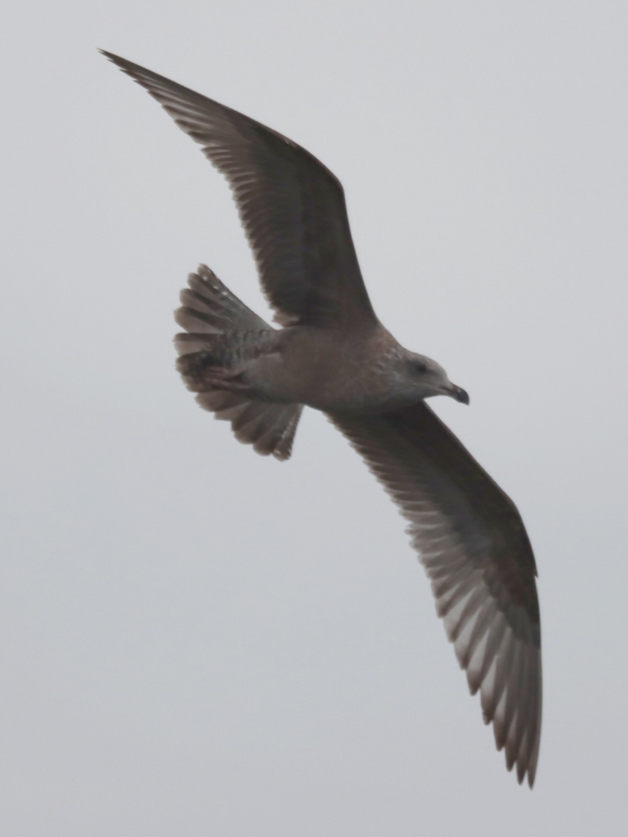 Ring-billed Gull - ML645961652