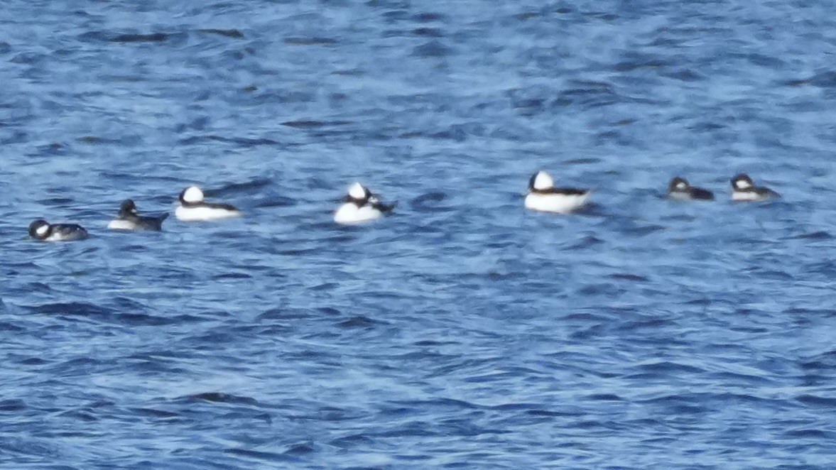 Bufflehead - ML645961653