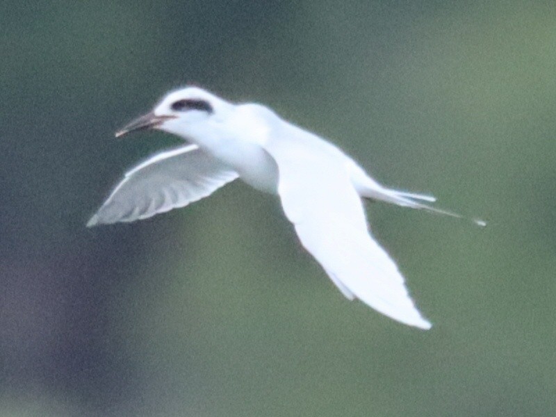 Forster's Tern - ML645961655