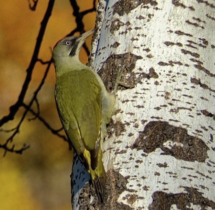 Iberian Green Woodpecker - ML645961656