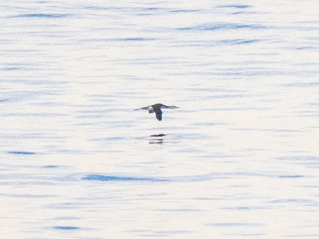 Red-throated Loon - ML645961657