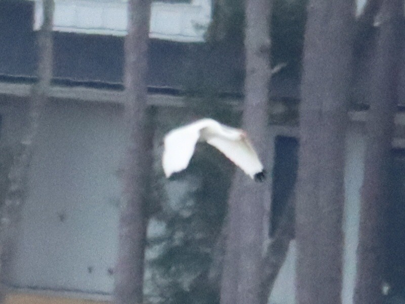 White Ibis - ML645961658