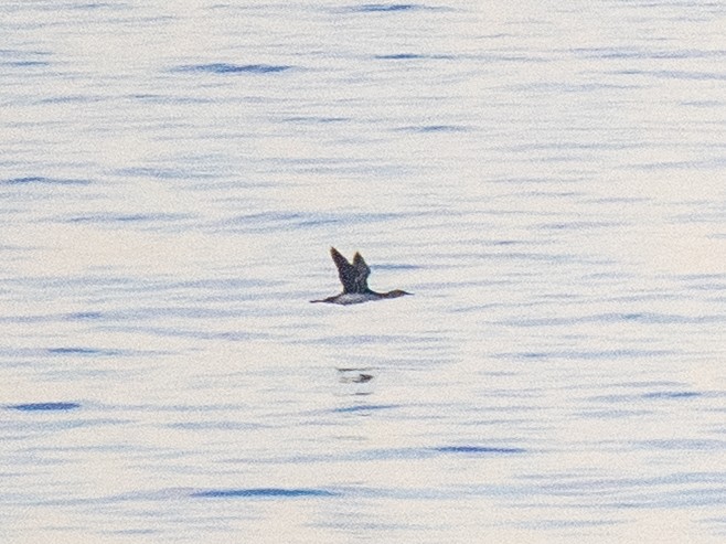 Pacific Loon - ML645961659