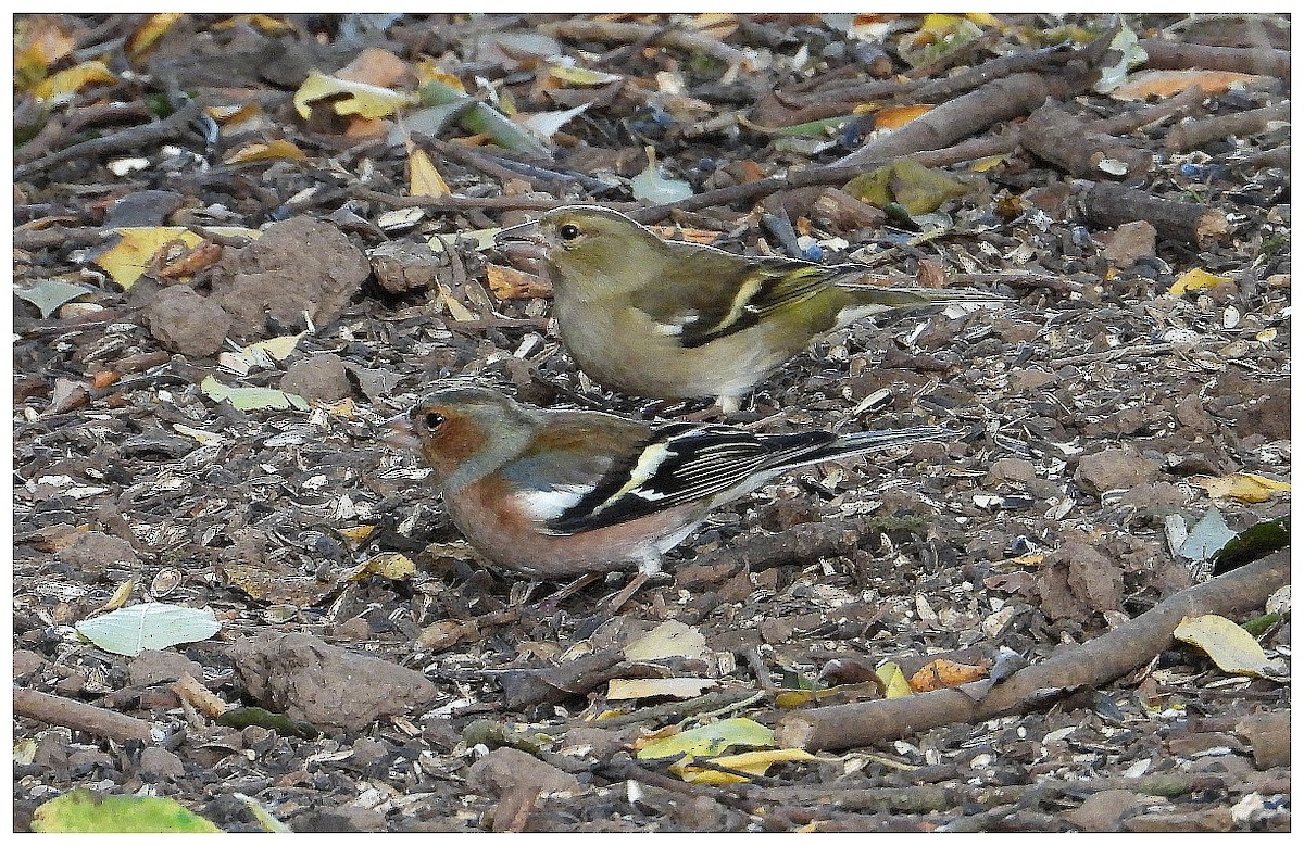 Common Chaffinch - ML645961660
